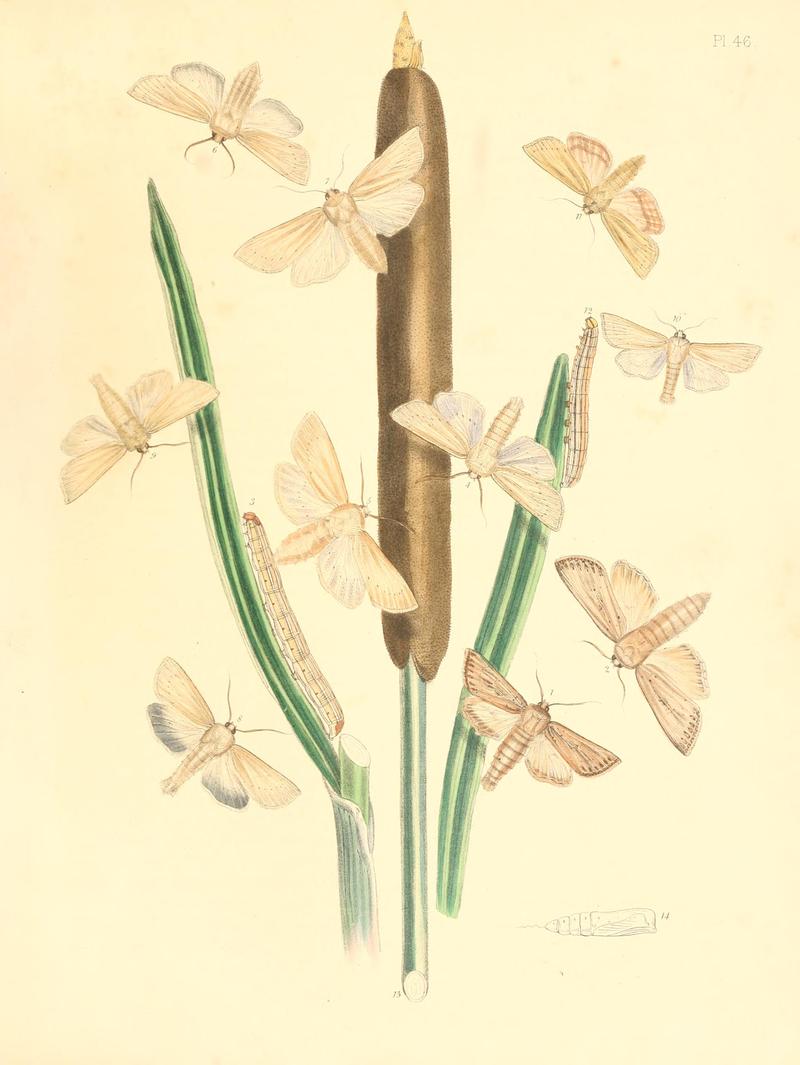 British moths and their transformations (Pl. 46) BHL35390956