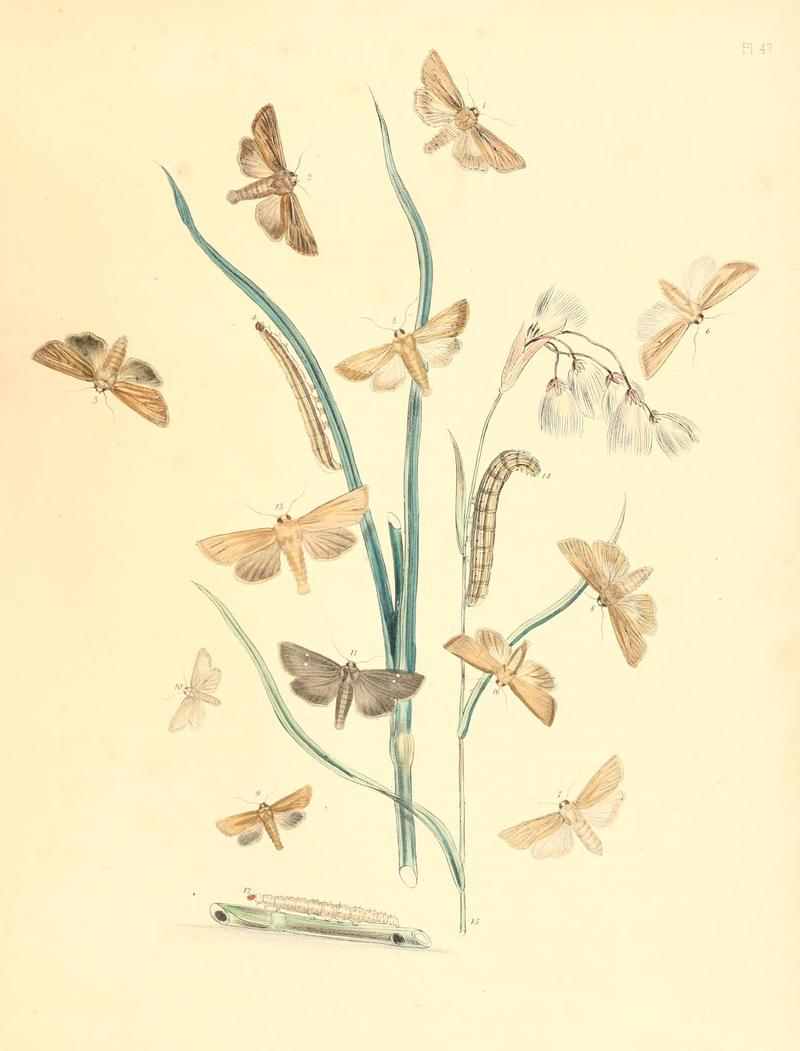 British moths and their transformations (Pl. 47) (9216580106)