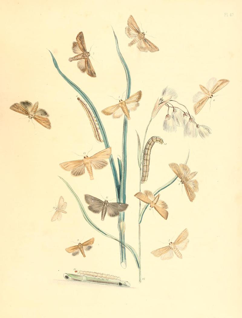 British moths and their transformations (Pl. 47) BHL35390960