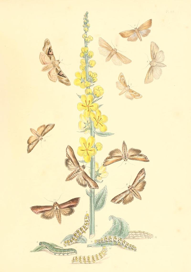 British moths and their transformations (Pl. 48) BHL35390968