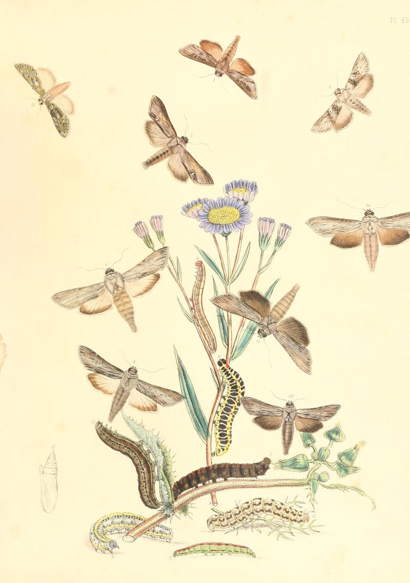 British moths and their transformations (Pl. 49) BHL35390974