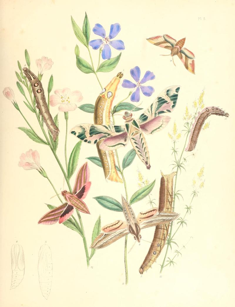 British moths and their transformations (Pl. 5) BHL35390644