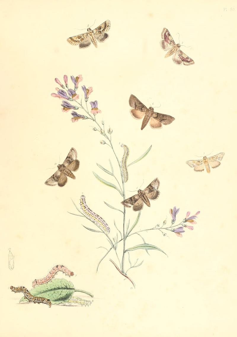 British moths and their transformations (Pl. 50) (9216583108)