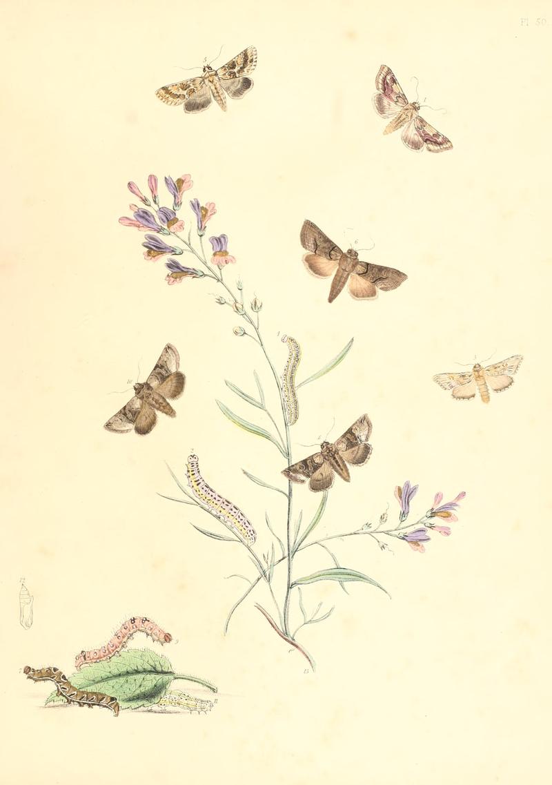 British moths and their transformations (Pl. 50) BHL35390978