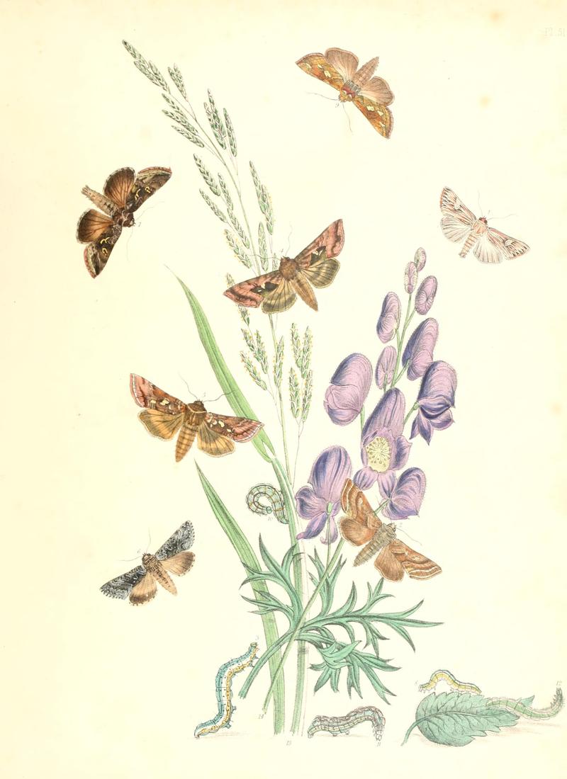 British moths and their transformations (Pl. 51) BHL35390982