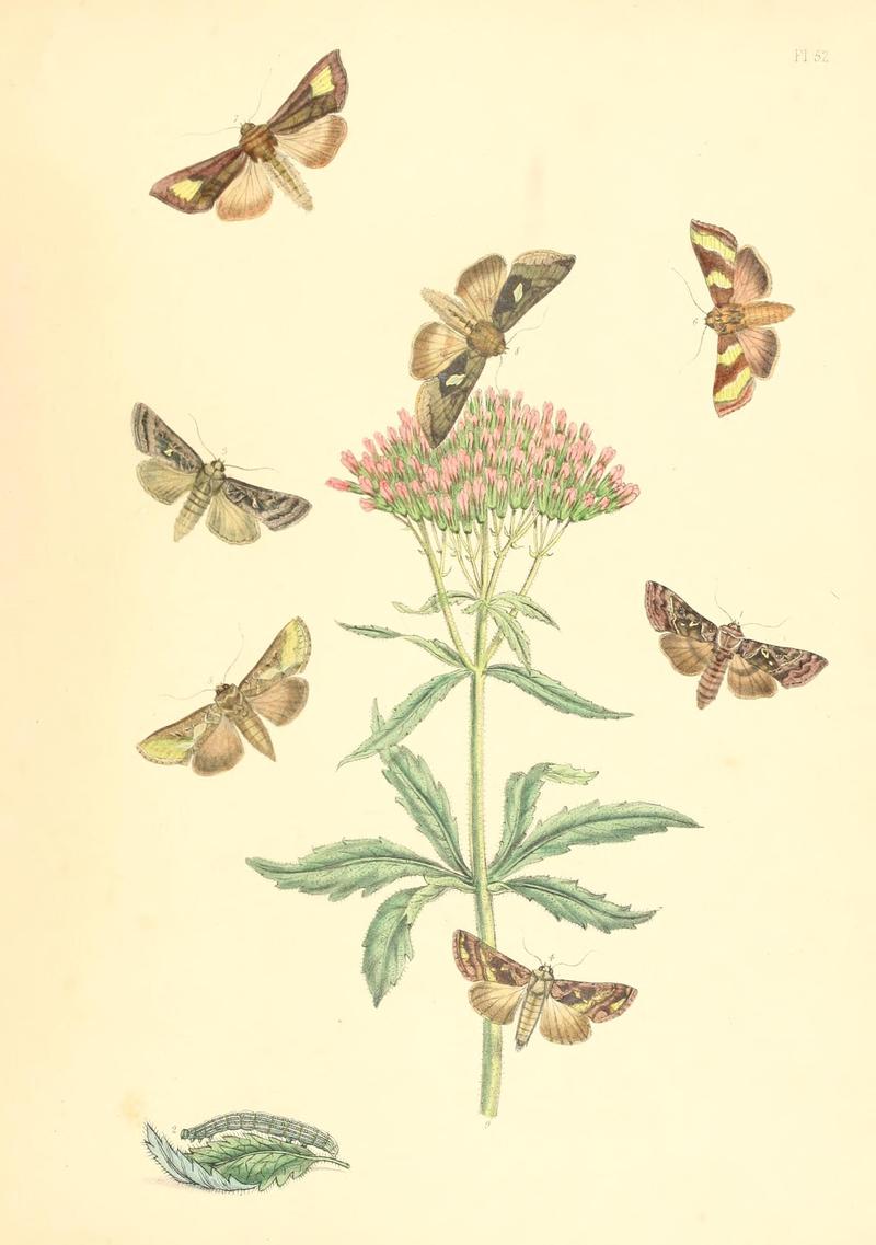 British moths and their transformations (Pl. 52) (9216585240)