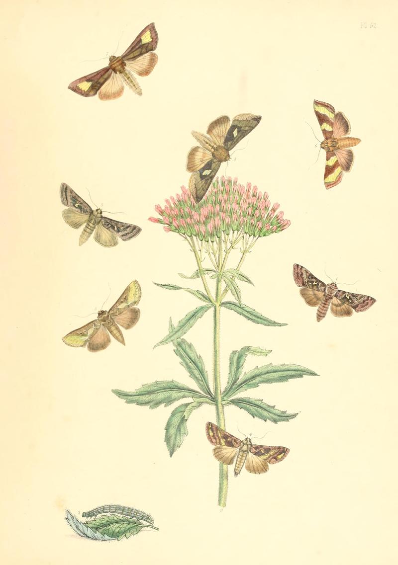 British moths and their transformations (Pl. 52) BHL35390986