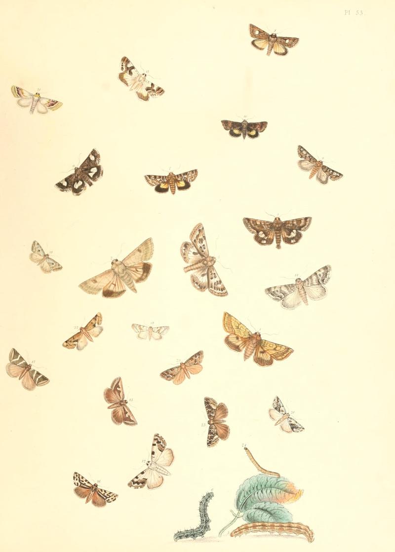 British moths and their transformations (Pl. 53) (9213810761)