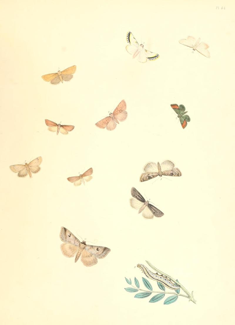 British moths and their transformations (Pl. 54) (9213811645)