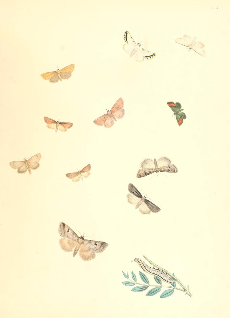 British moths and their transformations (Pl. 54) BHL35391000