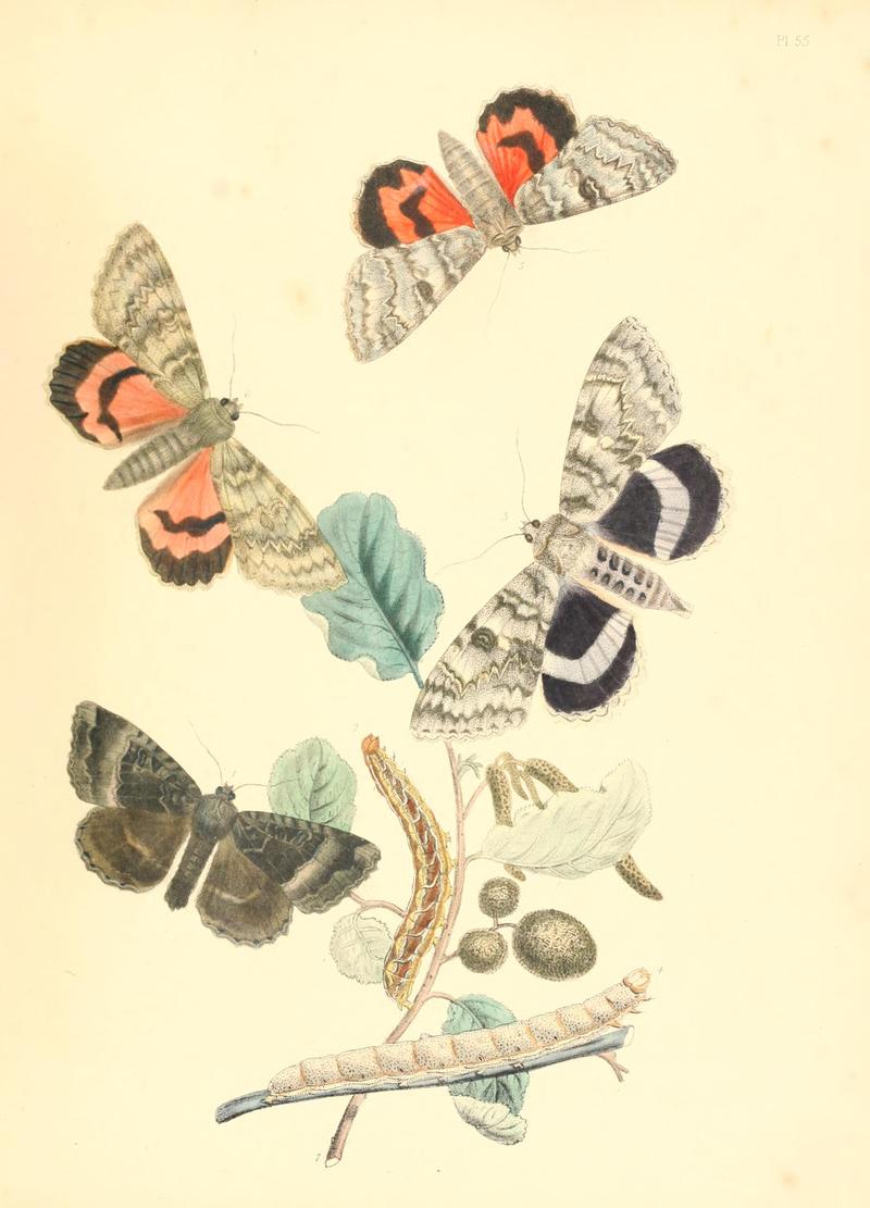 British moths and their transformations (Pl. 55) BHL35391008