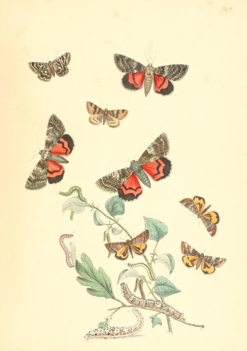 British moths and their transformations (Pl. 56) (9213813655)