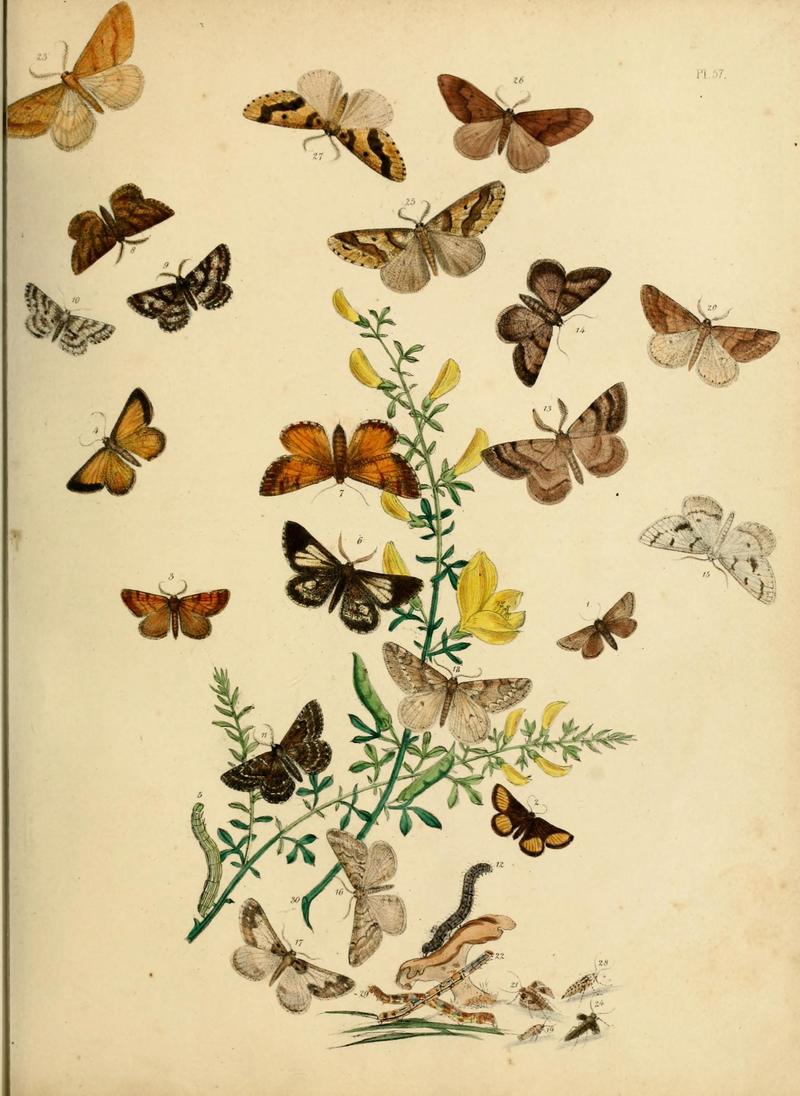 British moths and their transformations (Pl. 57) (9216251423)