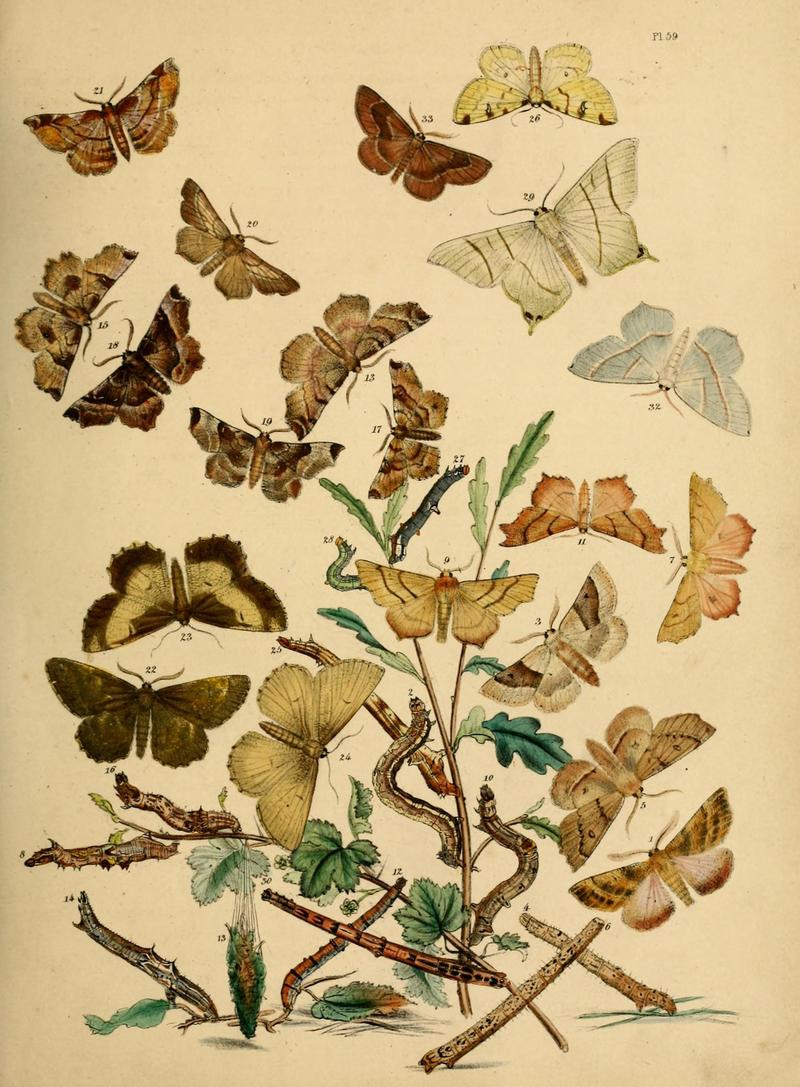 British moths and their transformations (Pl. 59) (9216252917)