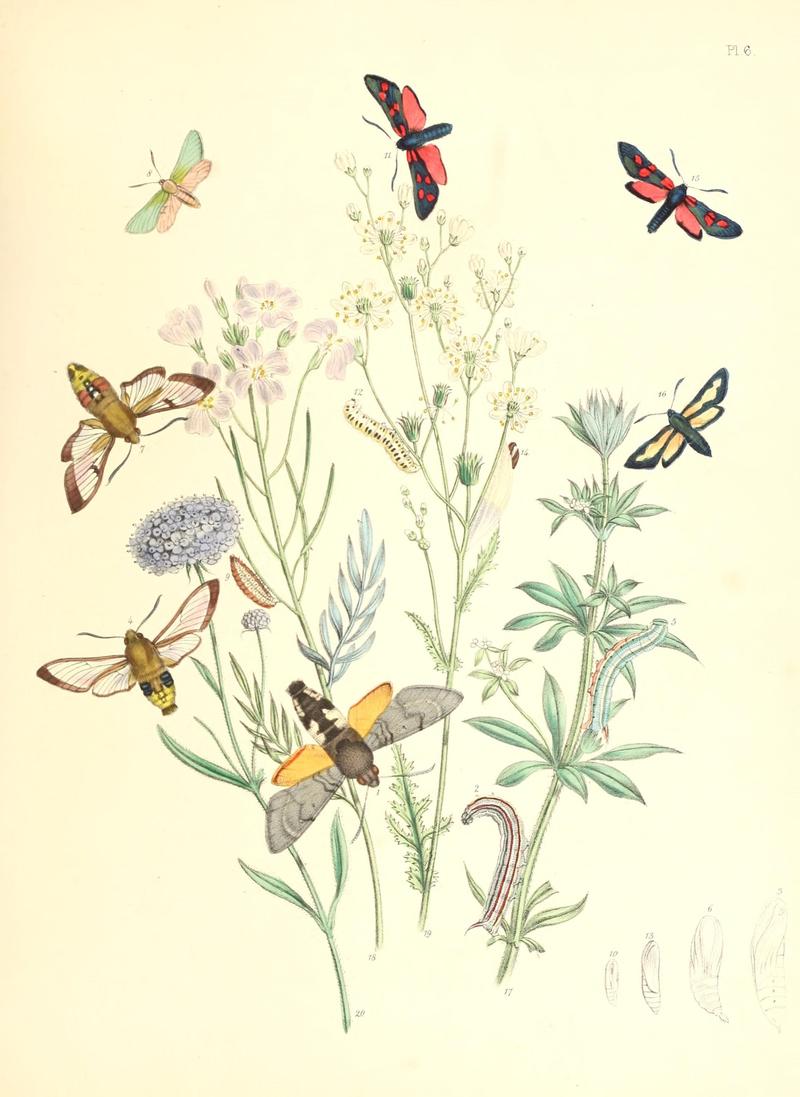 British moths and their transformations (Pl. 6) (9213759887)