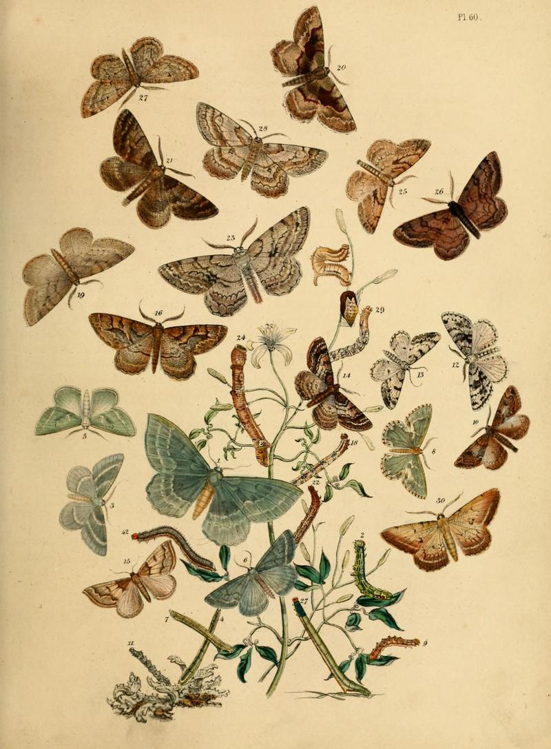 British moths and their transformations (Pl. 60) (9219028174)