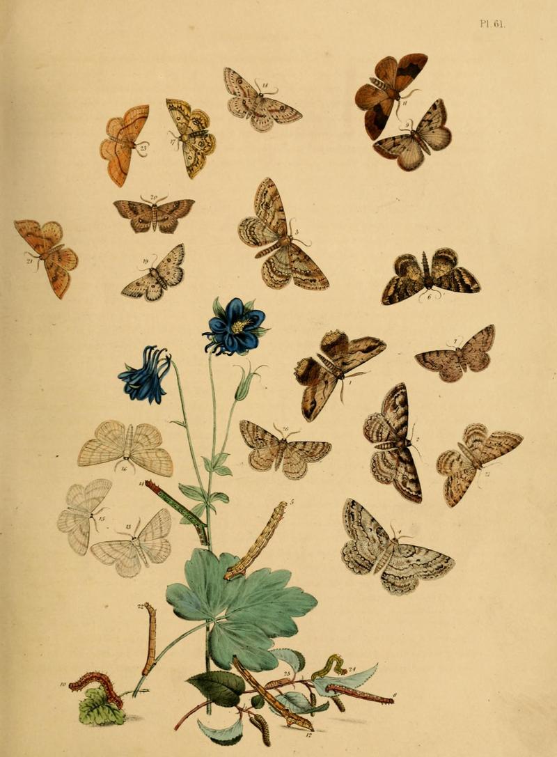 British moths and their transformations (Pl. 61) (9219029708)