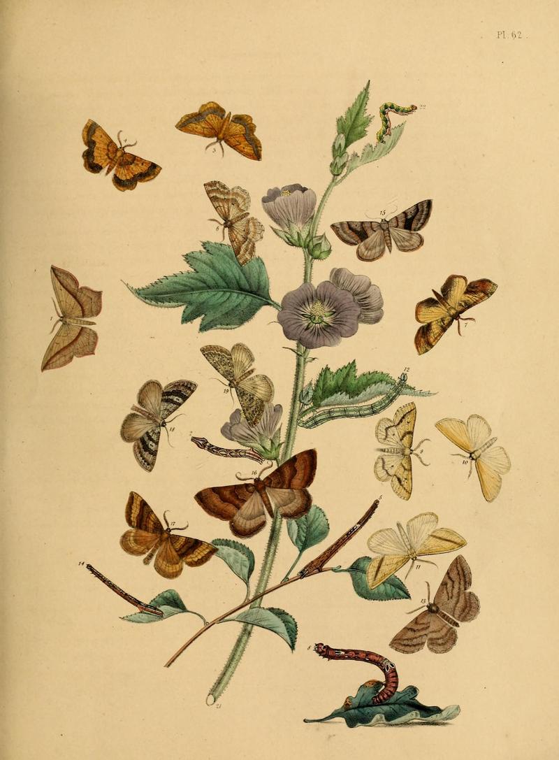 British moths and their transformations (Pl. 62) (9216257081)