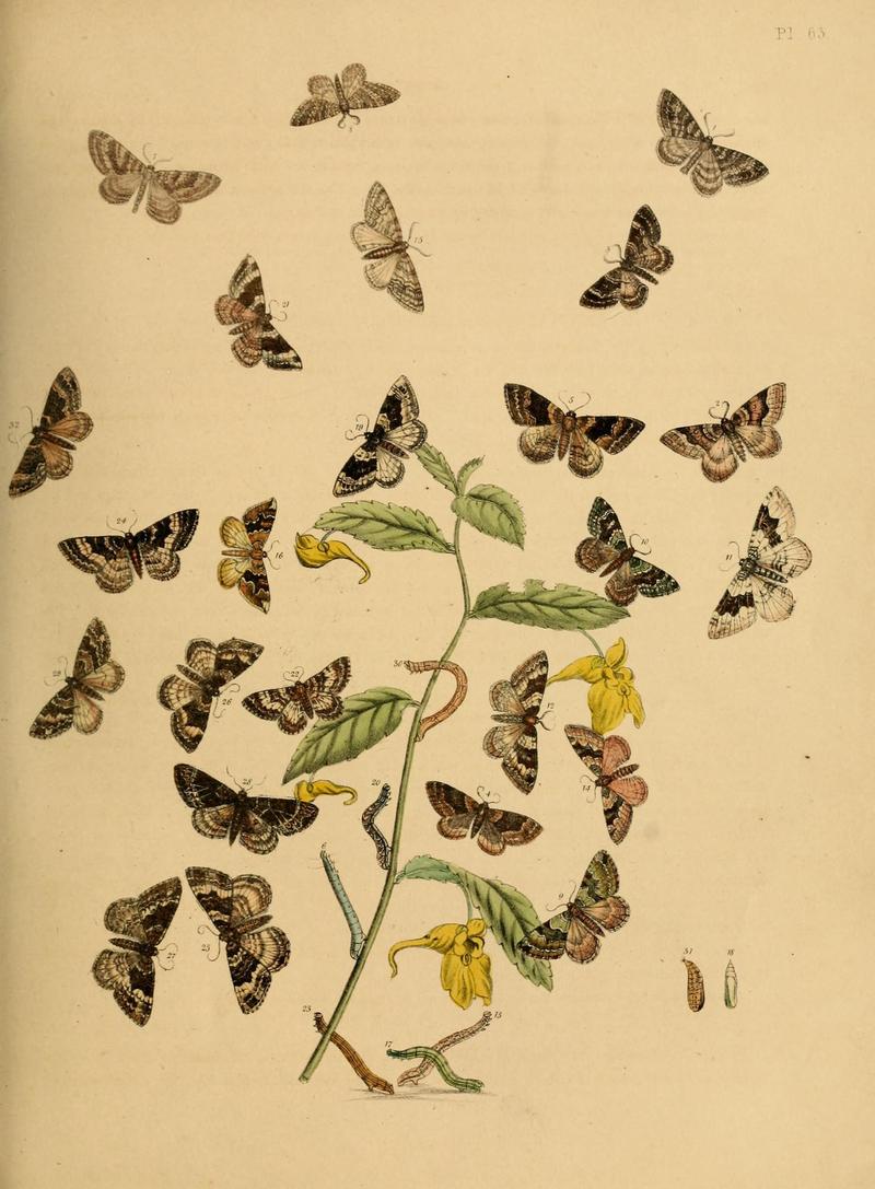 British moths and their transformations (Pl. 63) (9216258519)