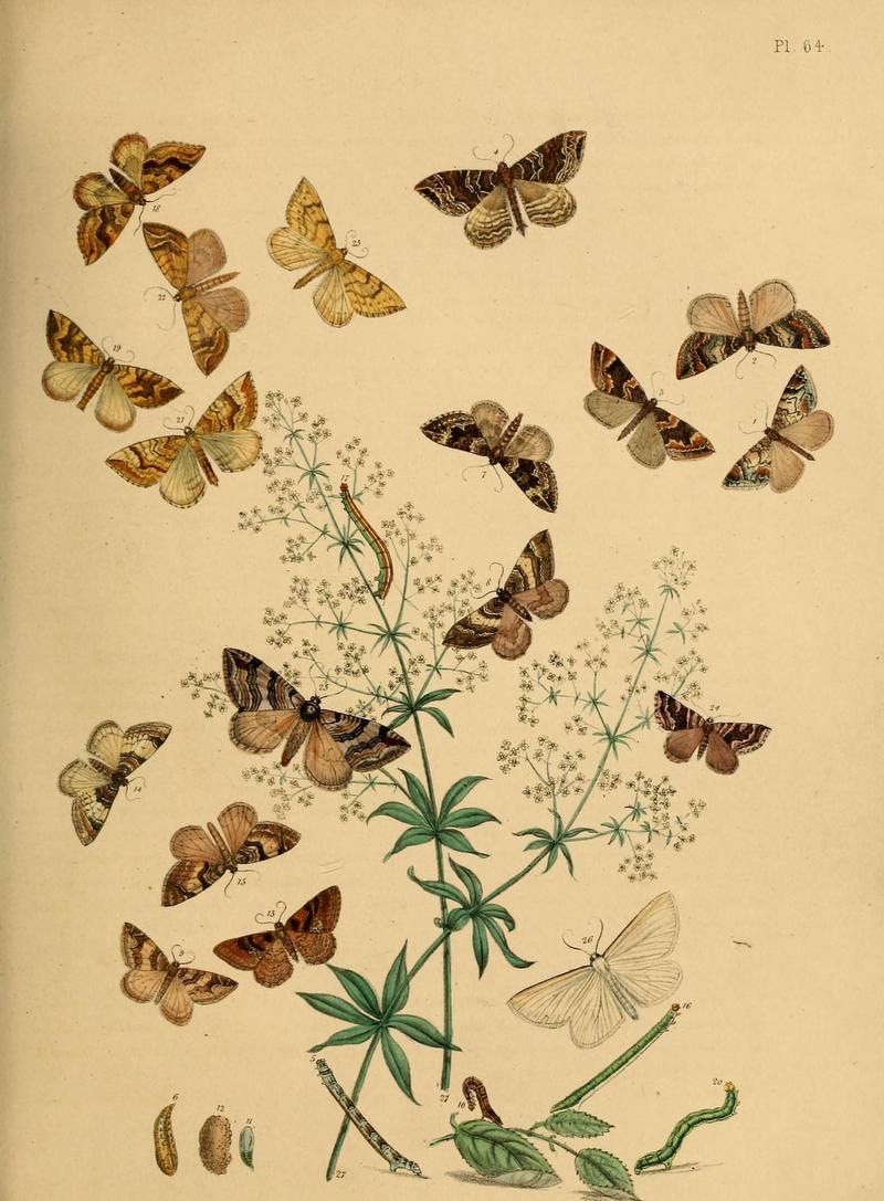 British moths and their transformations (Pl. 64) (9219033802)