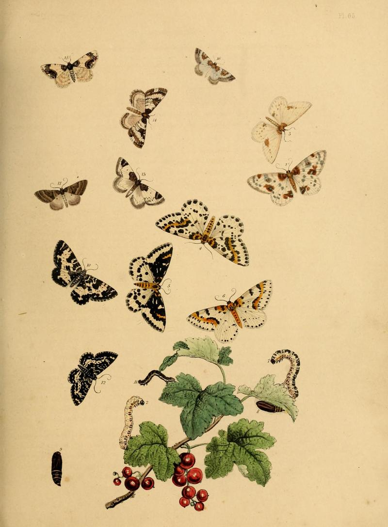 British moths and their transformations (Pl. 65) (9219035504)