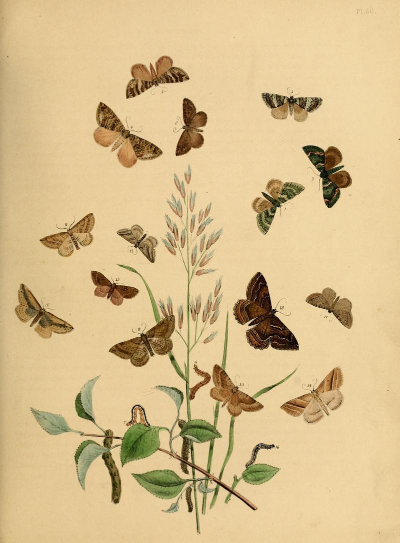 British moths and their transformations (Pl. 66) (9216262865)