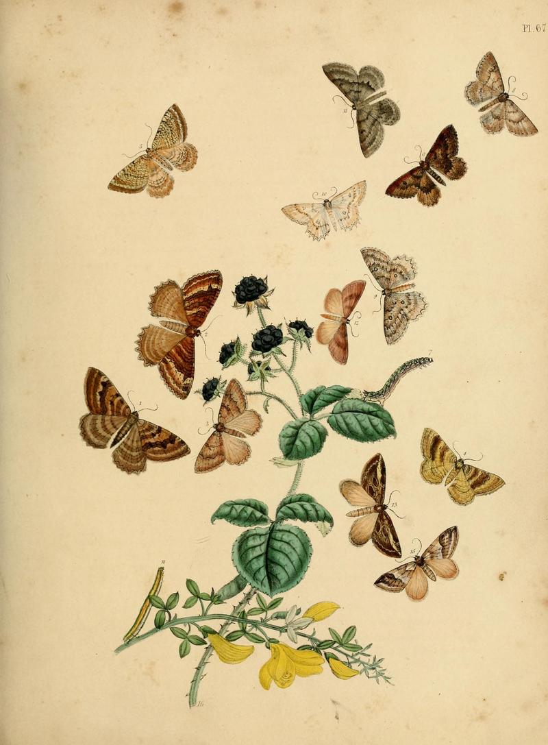 British moths and their transformations (Pl. 67) (9219038218)