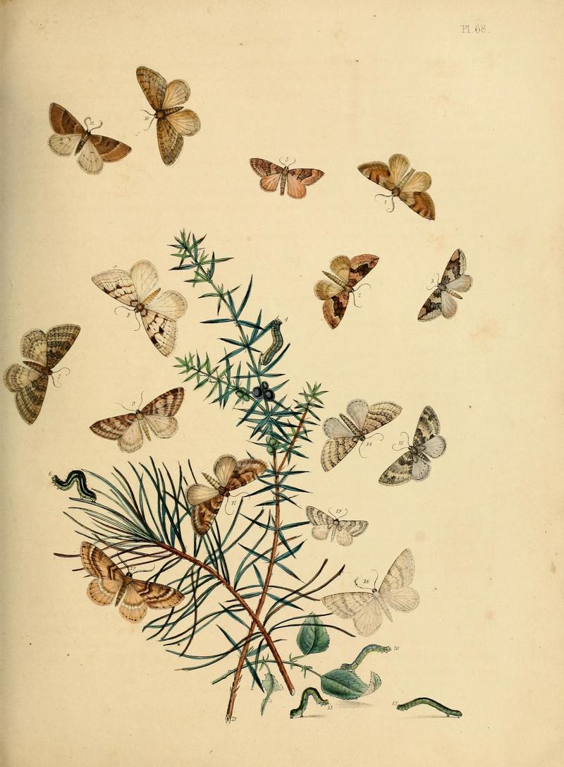 British moths and their transformations (Pl. 68) (9216265539)