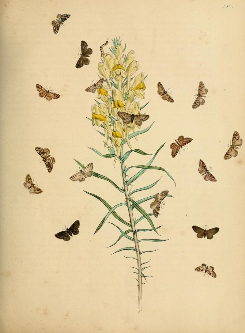 British moths and their transformations (Pl. 69) (9216266821)