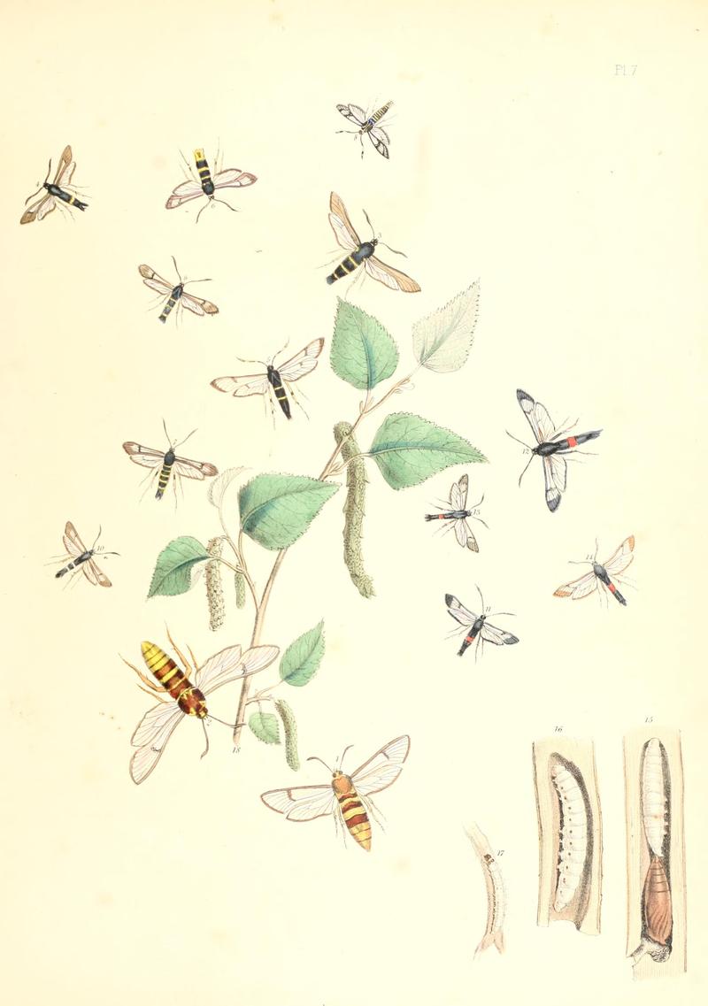British moths and their transformations (Pl. 7) BHL35390660