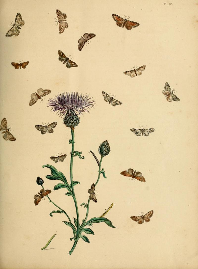 British moths and their transformations (Pl. 70) (9219041716)