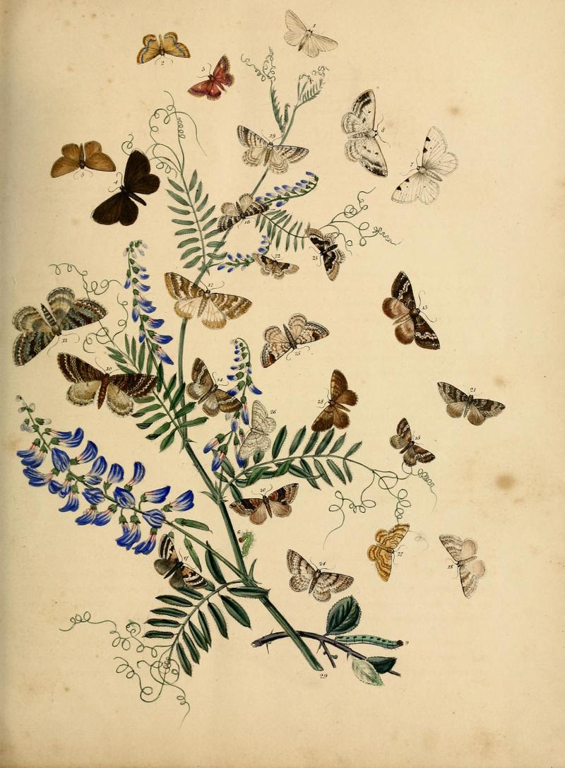 British moths and their transformations (Pl. 71) (9219043246)