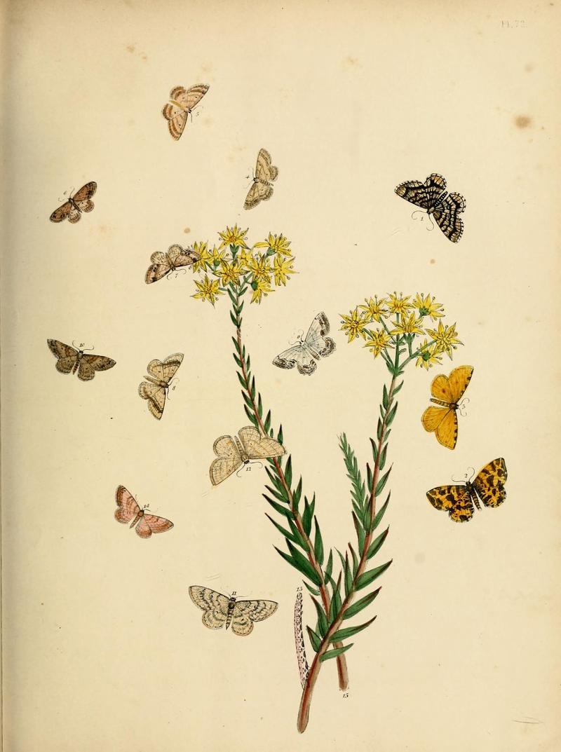 British moths and their transformations (Pl. 72) (9216270687)