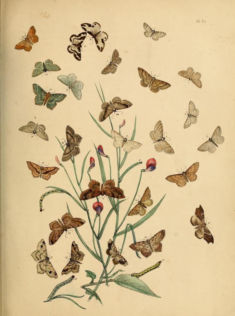 British moths and their transformations (Pl. 73) (9216272071)
