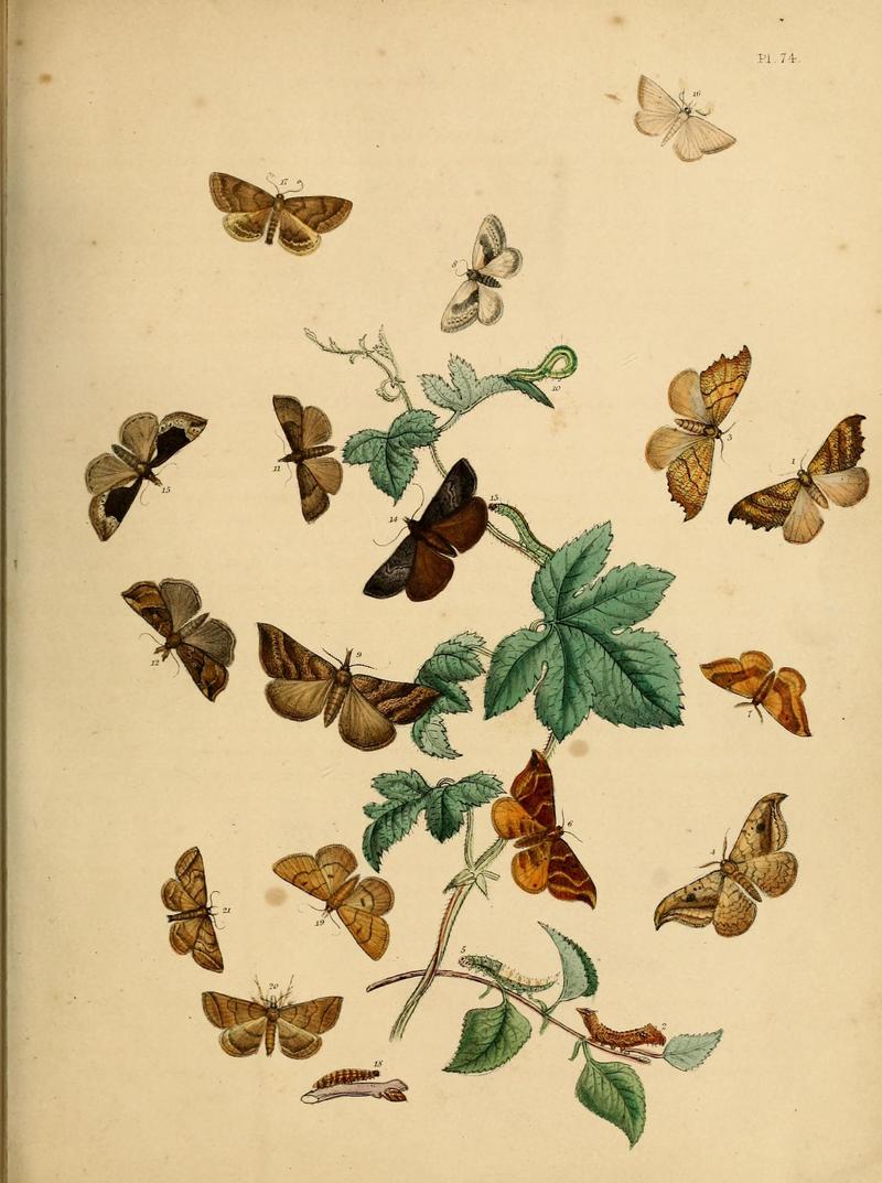 British moths and their transformations (Pl. 74) (9219048270)