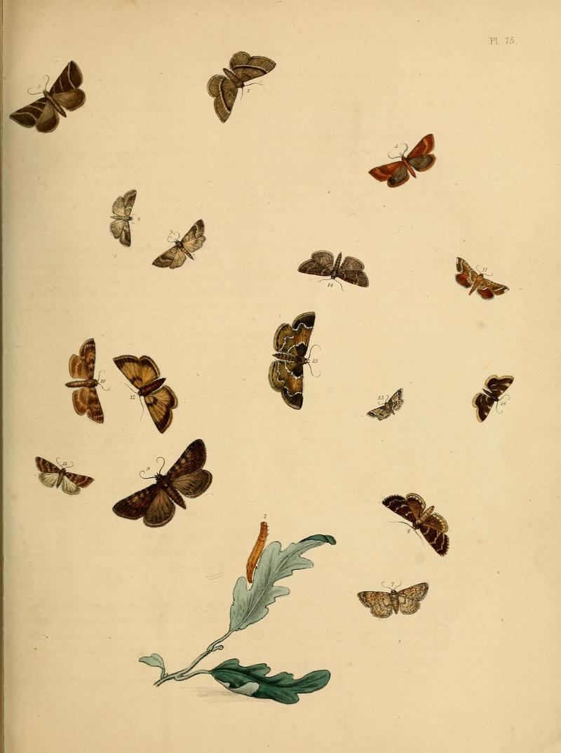 British moths and their transformations (Pl. 75) (9219049482)
