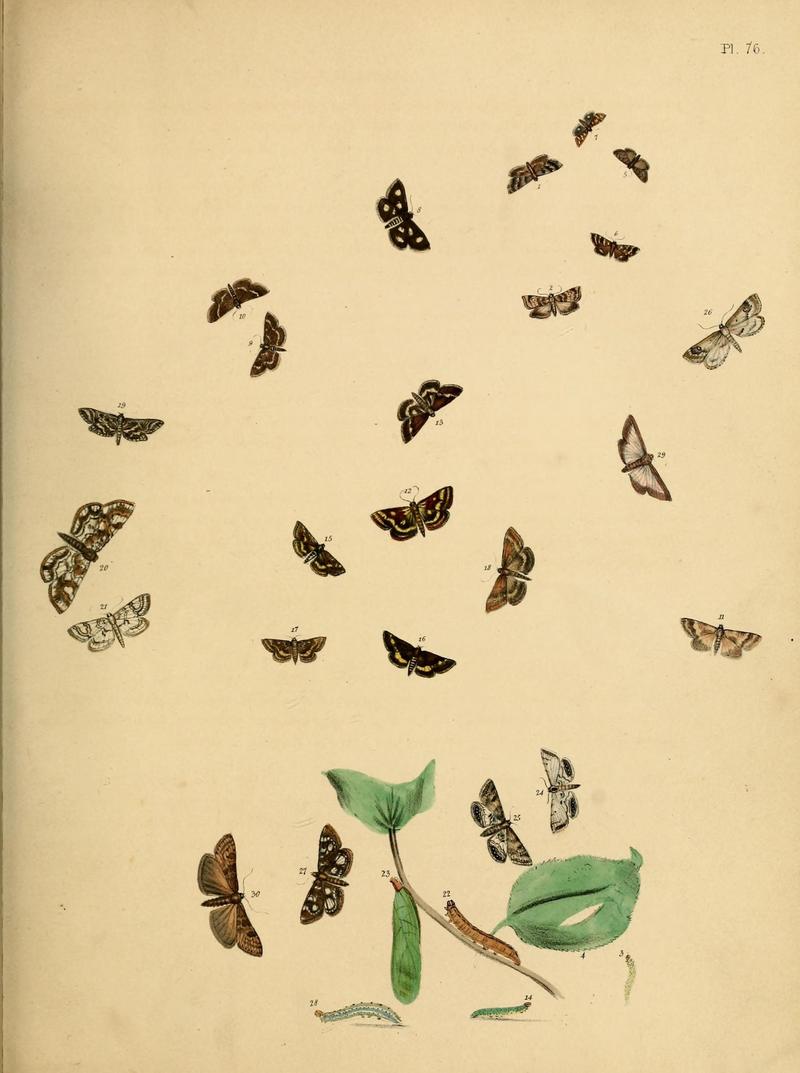 British moths and their transformations (Pl. 76) (9219050708)