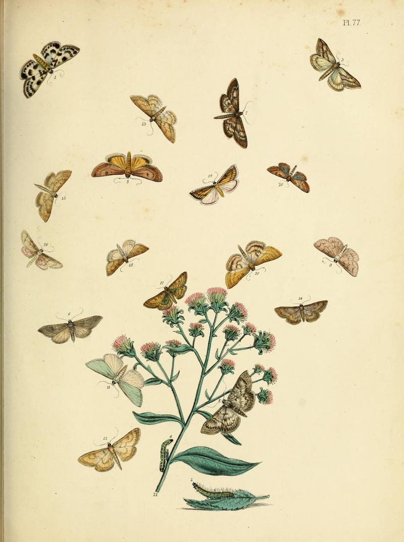 British moths and their transformations (Pl. 77) (9216277883)