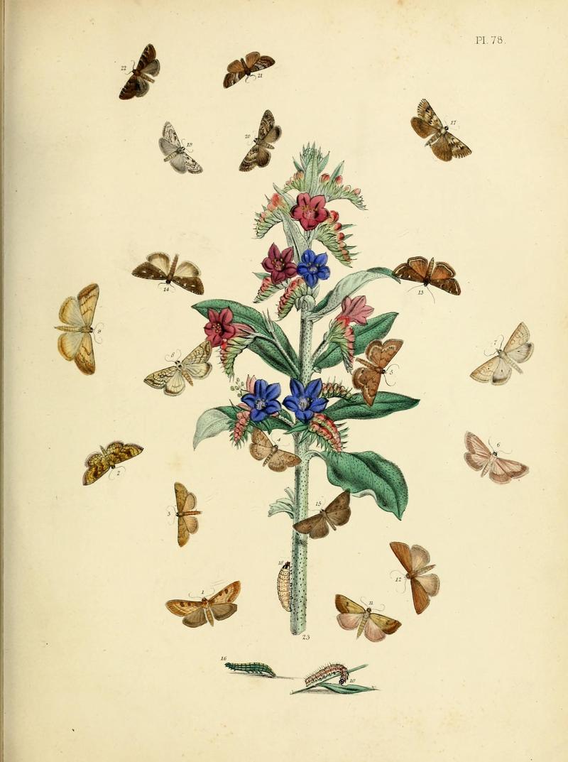 British moths and their transformations (Pl. 78) (9216280147)