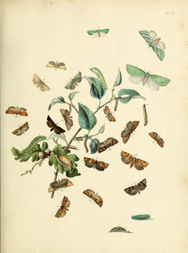 British moths and their transformations (Pl. 79) (9216281341)