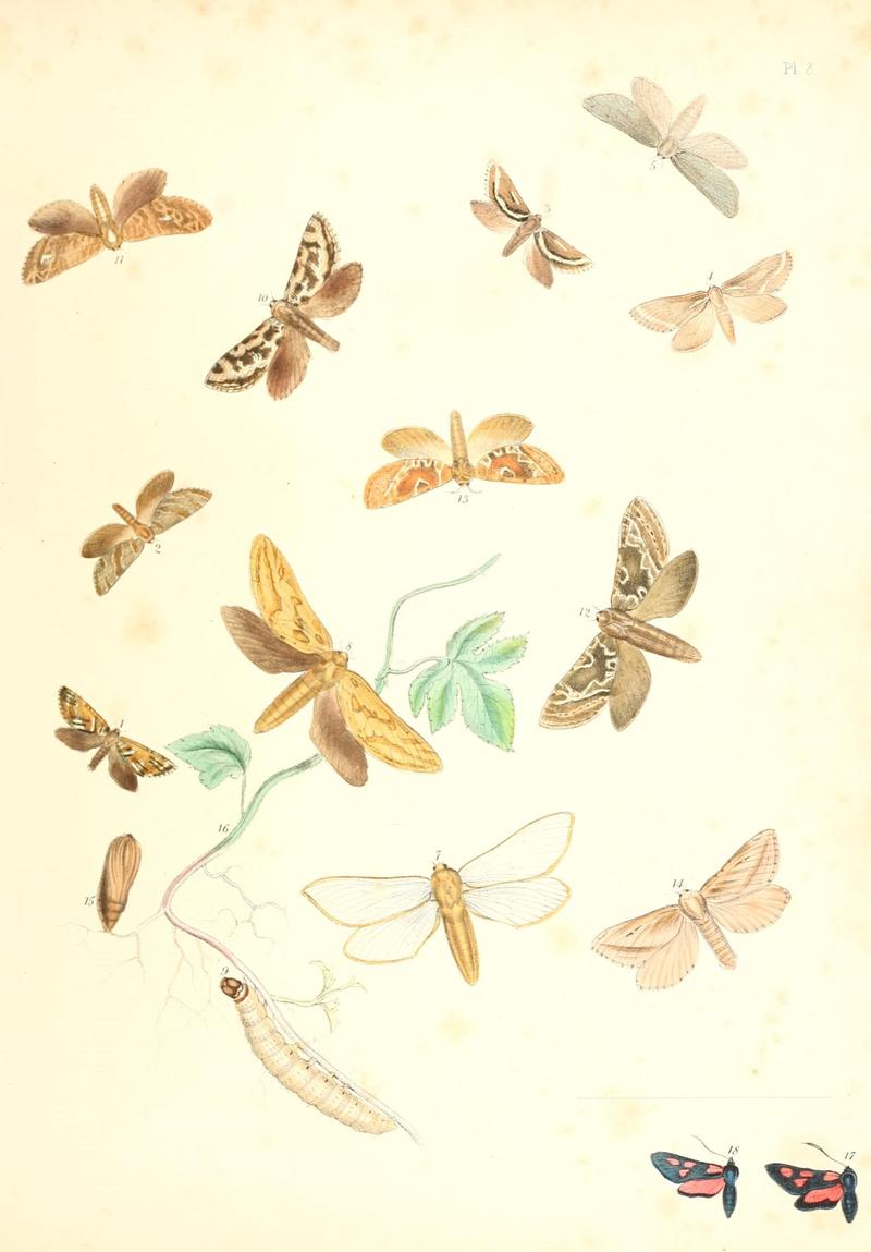British moths and their transformations (Pl. 8) (9213762097)