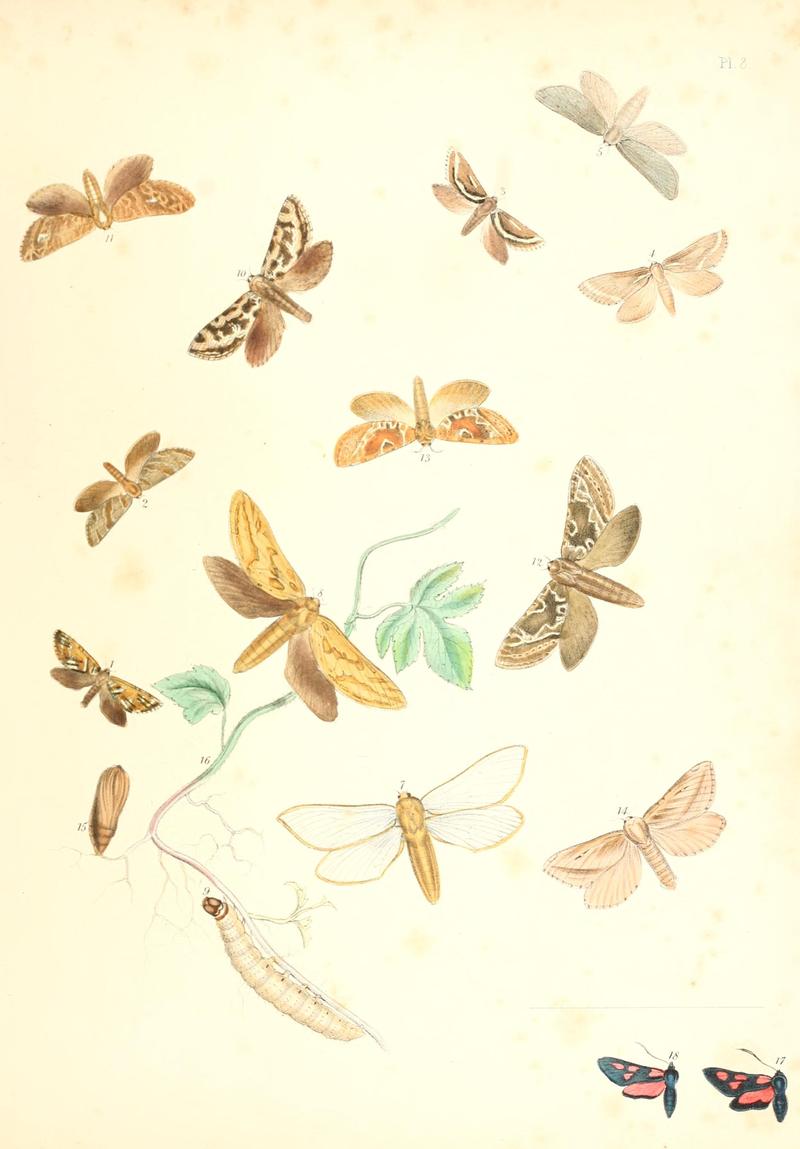 British moths and their transformations (Pl. 8) BHL35390712