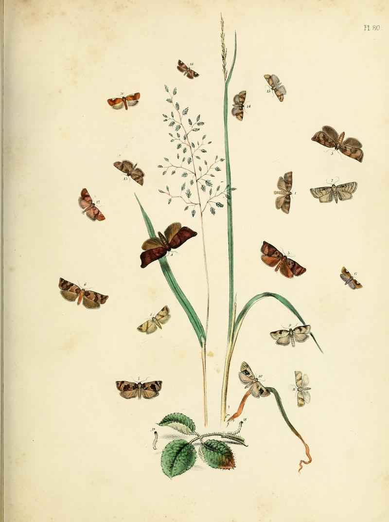 British moths and their transformations (Pl. 80) (9216282473)
