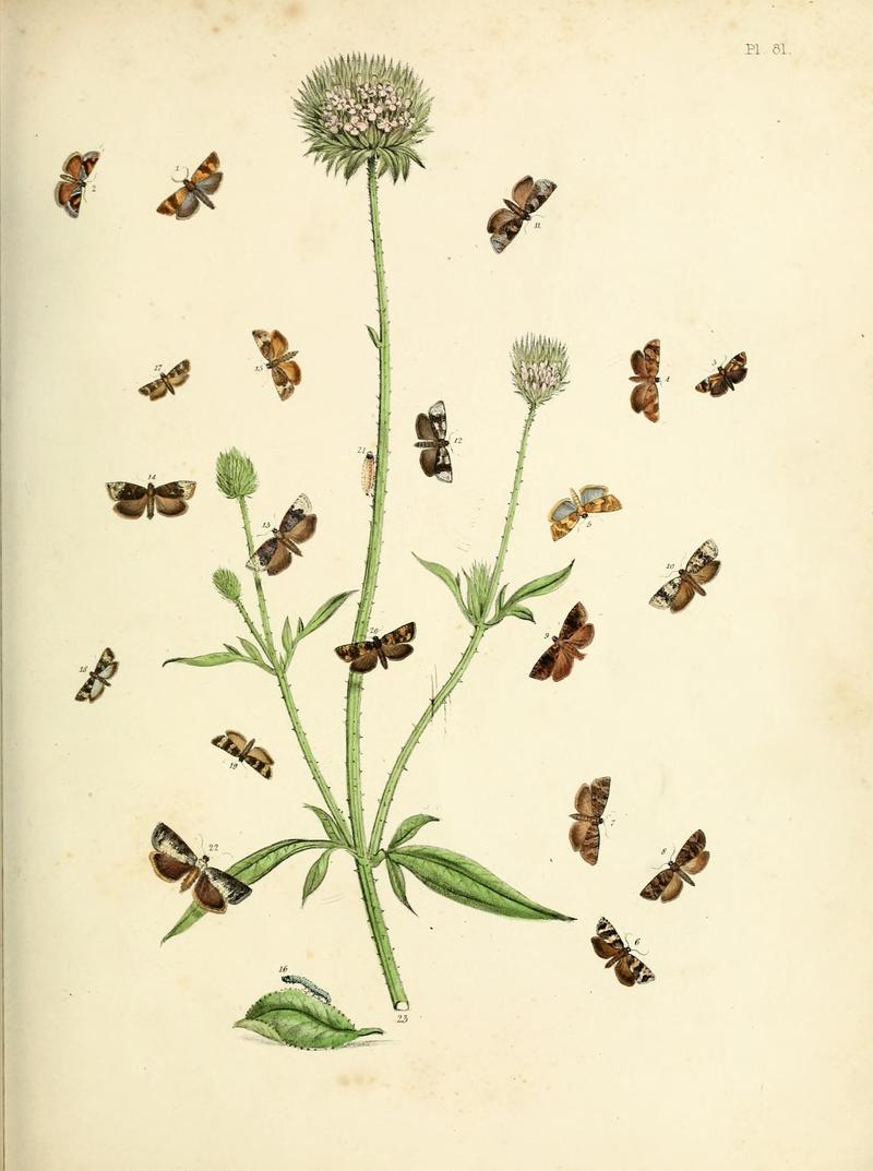 British moths and their transformations (Pl. 81) (9219057418)