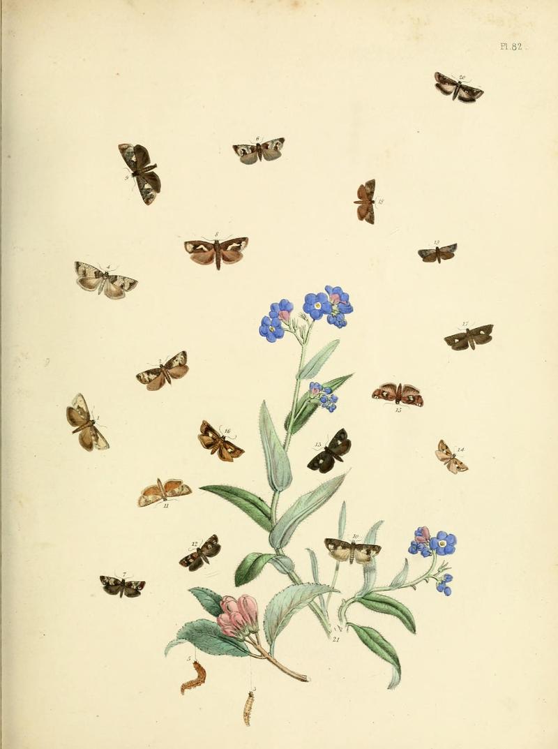 British moths and their transformations (Pl. 82) (9219058862)