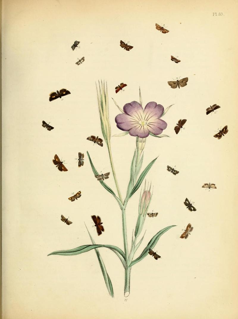 British moths and their transformations (Pl. 83) (9219060136)