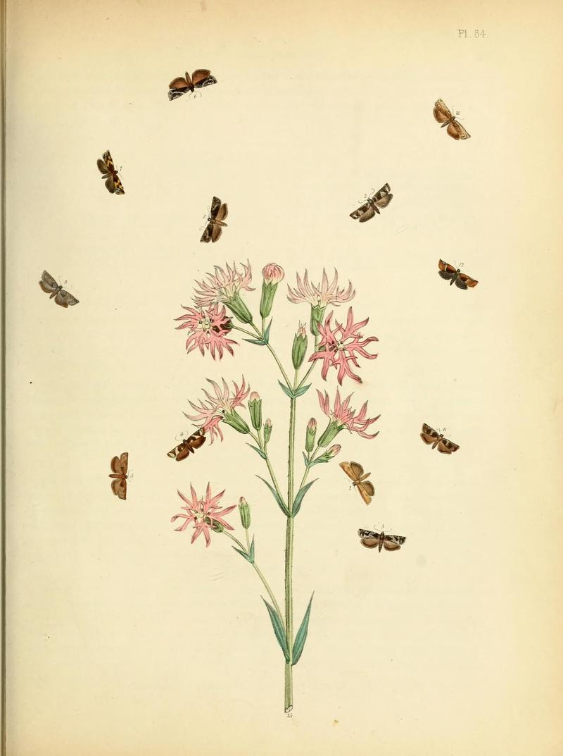 British moths and their transformations (Pl. 84) (9216287127)
