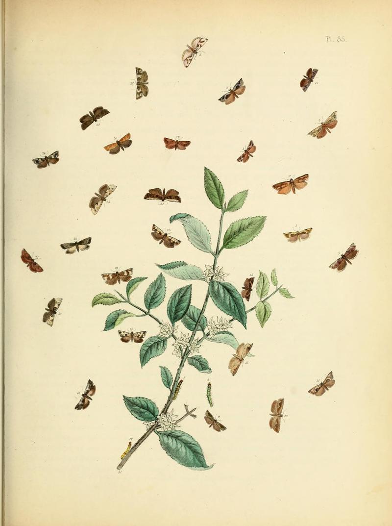 British moths and their transformations (Pl. 85) (9216288337)