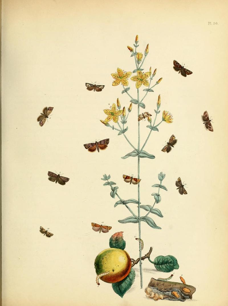 British moths and their transformations (Pl. 86) (9216289403)