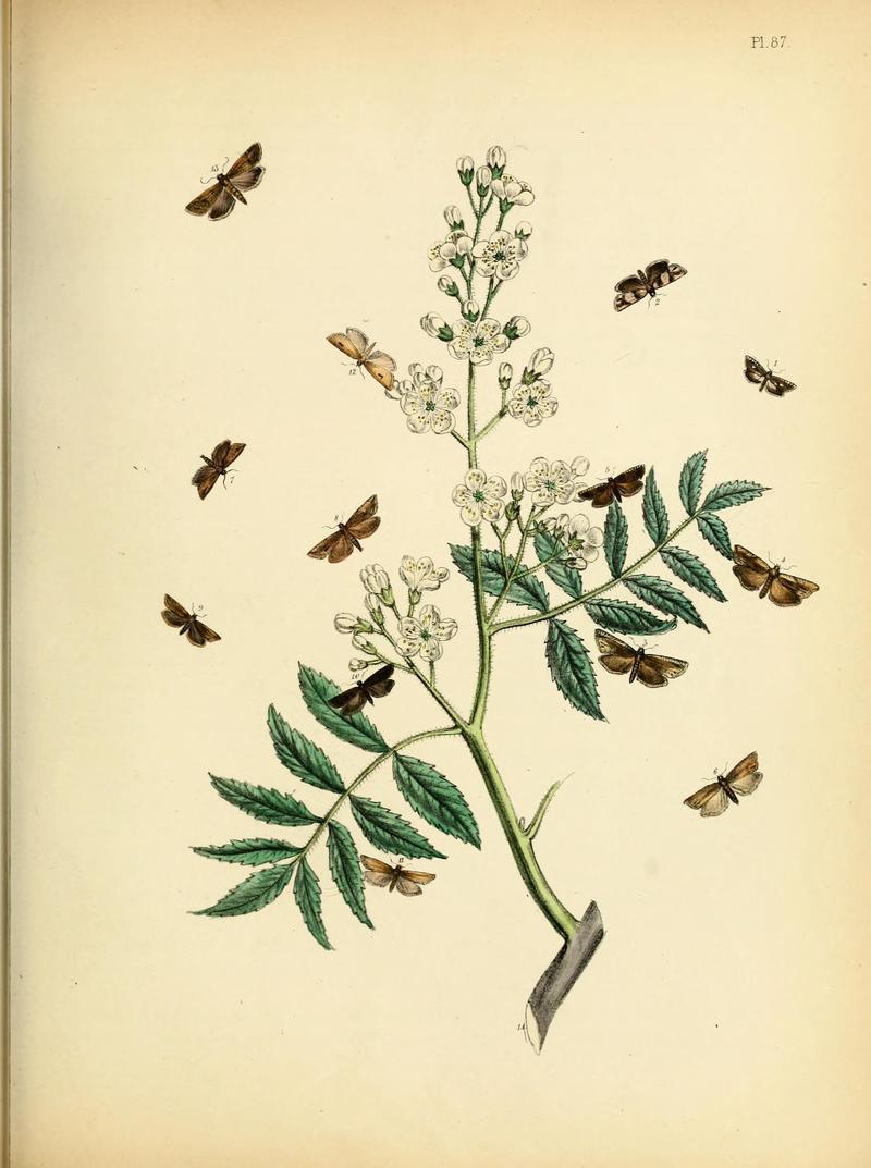 British moths and their transformations (Pl. 87) (9219064526)
